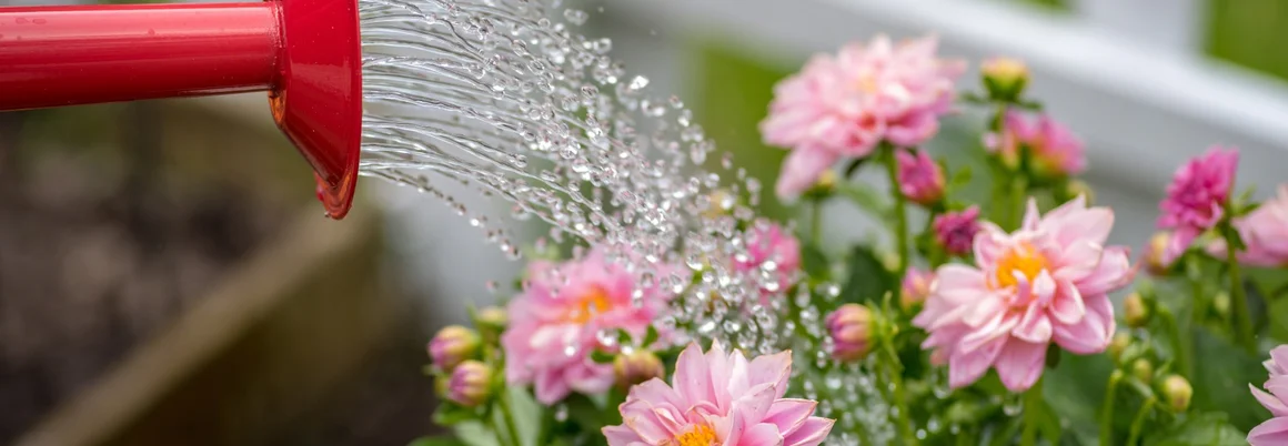 Gießkanne bewässert Dahlien